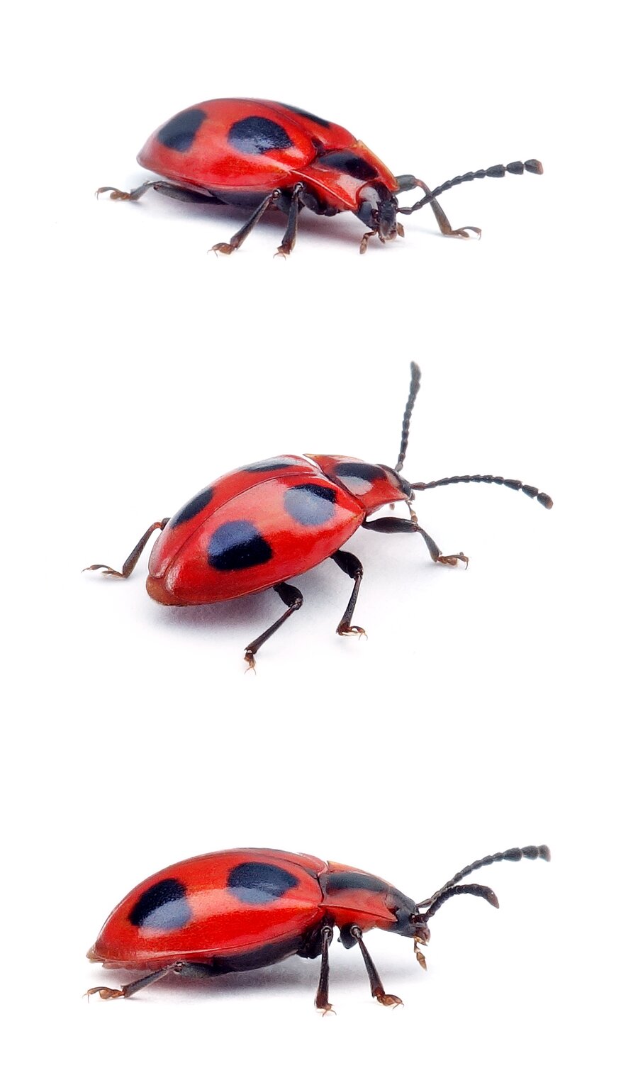 Endomychus coccineus Scharlachroter Stäublingskäfer 4-6 mm