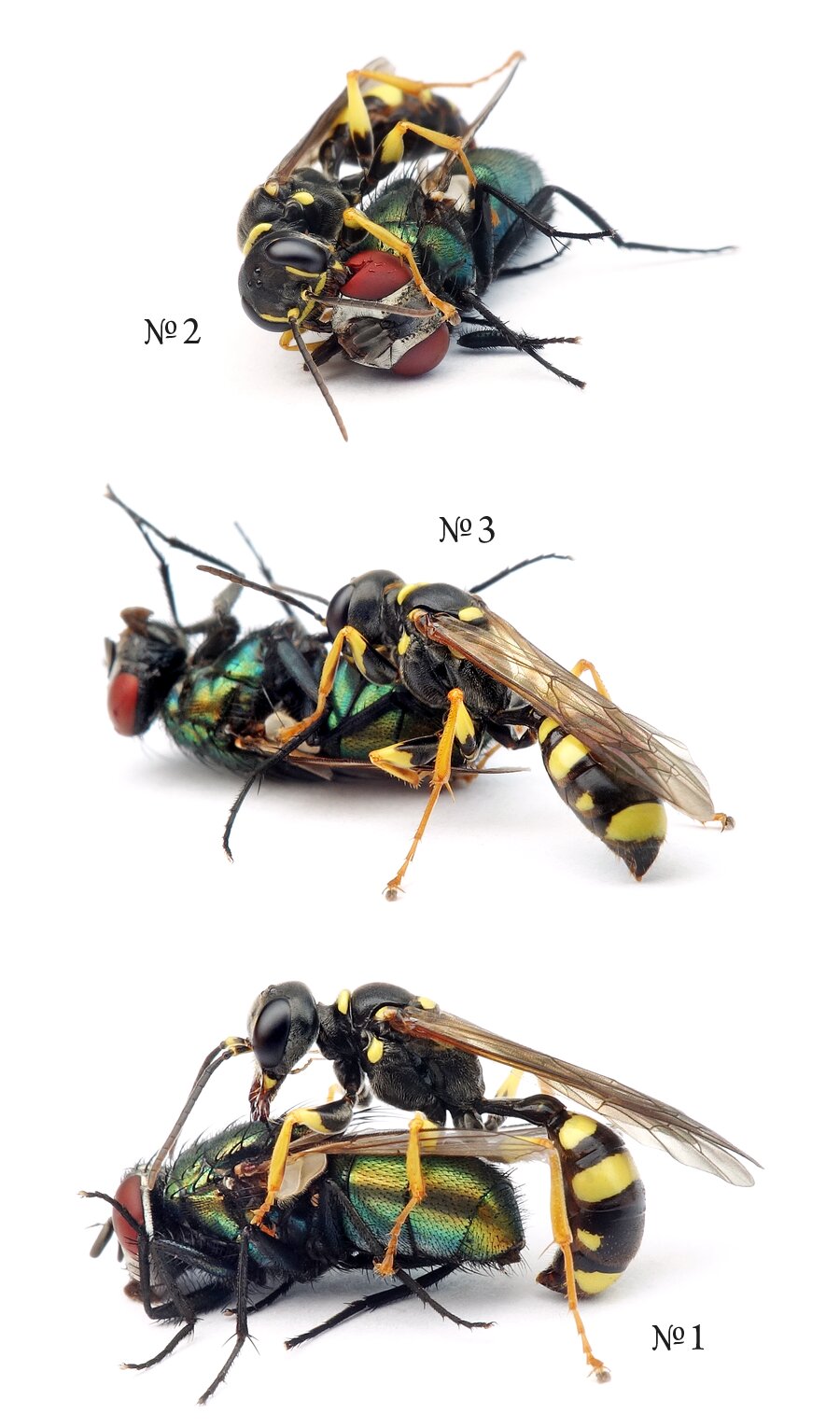 Mellinus arvensis ♀ Kotwespe 11-16 mm mit Lucilia sericata