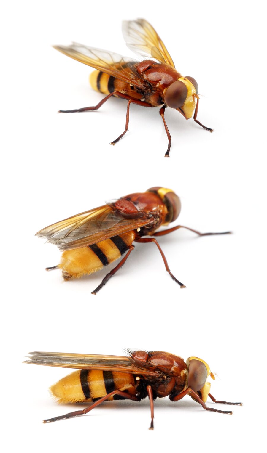 Volucella zonaria Hornissenschwebfliege 16-22 mm