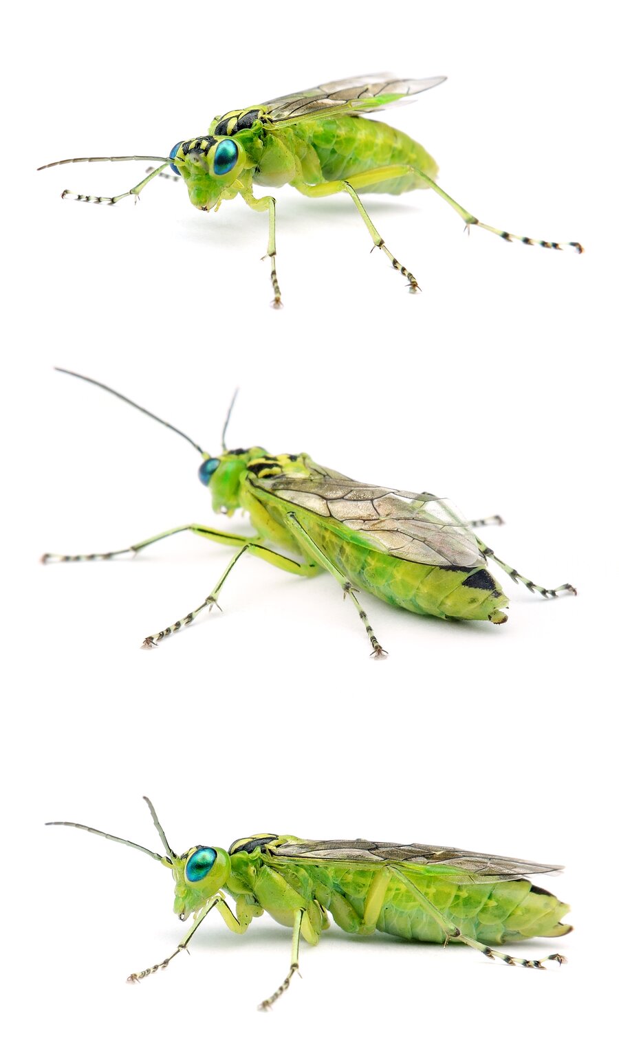 Rhogogaster chlorosoma Blattgrüne Blattwespe 10-13 mm