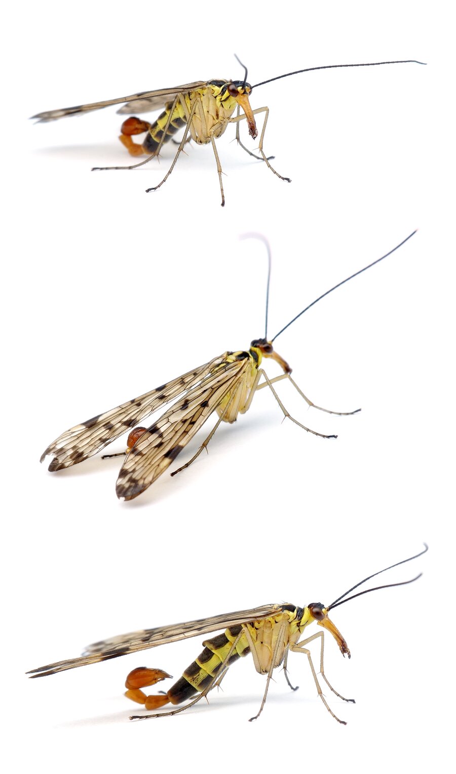 Panorpa communis ♂ Gemeine Skorpionsfliege 16-20 mm