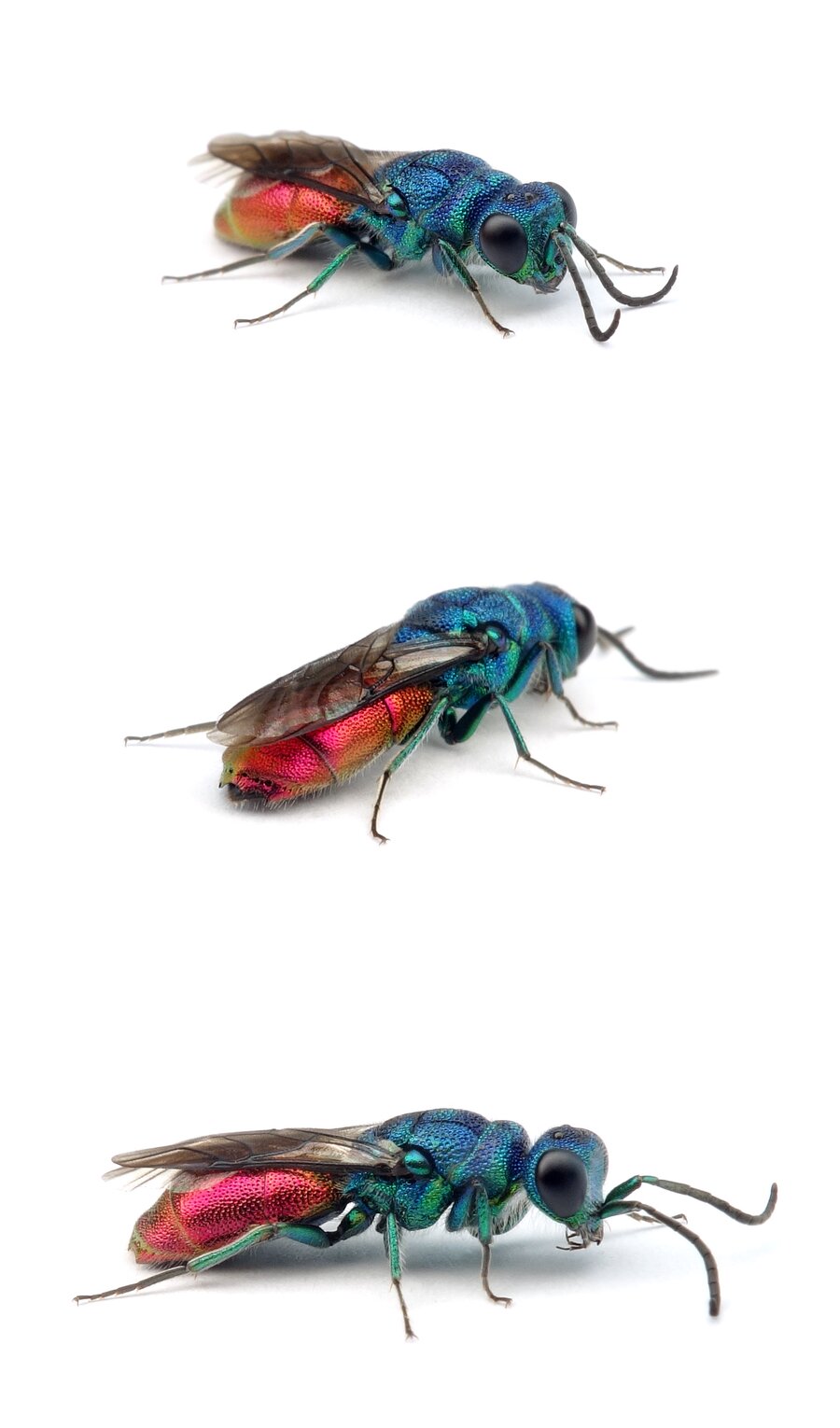 Chrysis cf. terminata ♀ Nordische Zackengoldwespe 2-13 mm