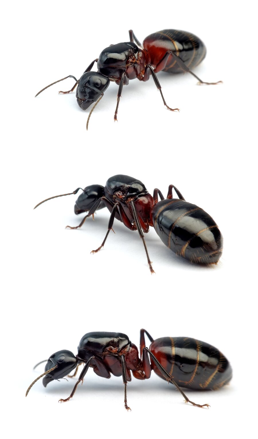 Formica rufa ♀ Rote Waldameise Gyne 9-11 mm
