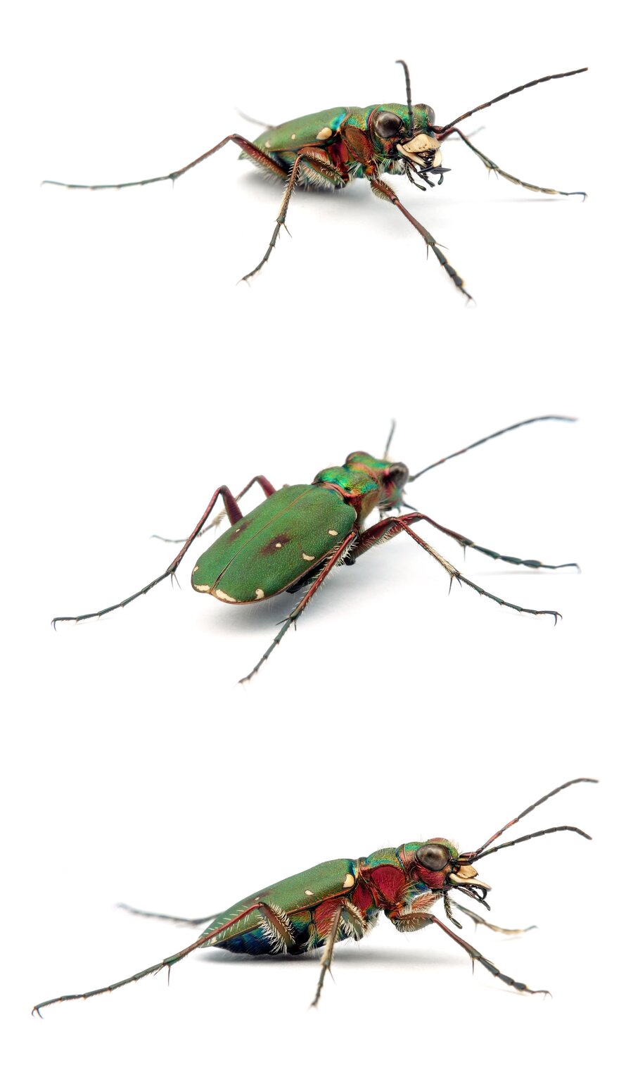Cicindela campestris ♂ Feld-Sandlaufkäfer 10-15 mm