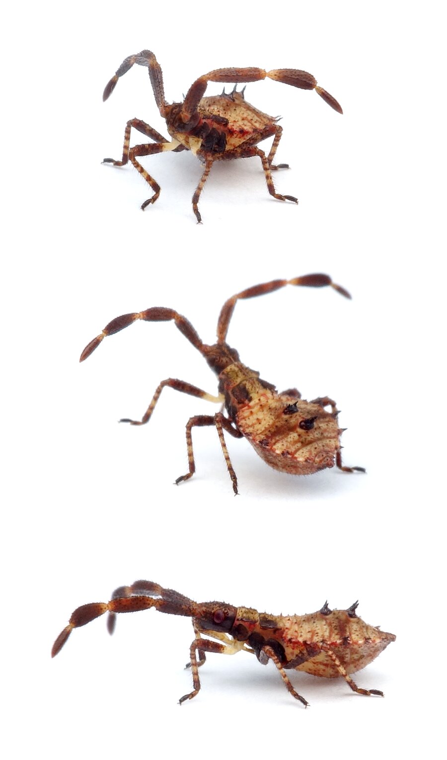 Coreus marginatus Lederwanze Nymphe Größe Imago 10,5-16 mm