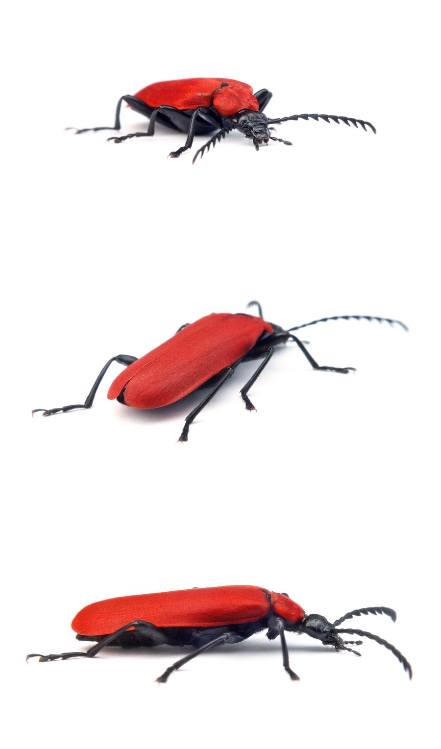 Pyrochroa coccinea Scharlachroter Feuerkäfer 14-18 mm