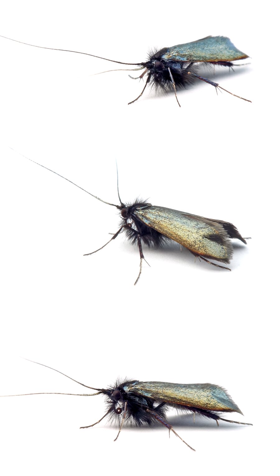 Adela reaumurella Grüner Langfühler Flügelspannweite 14–18 mm