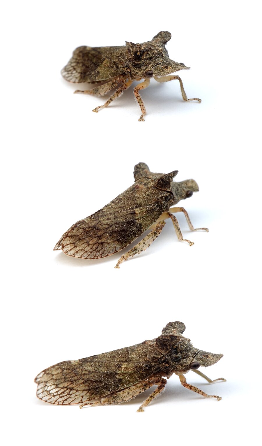 Ledra aurita Echte Ohrzikade 13-18 mm