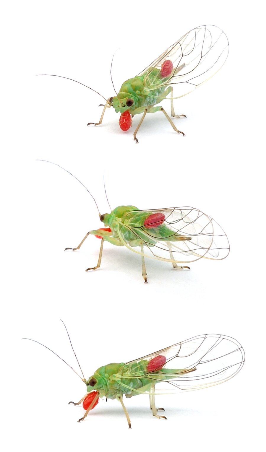 Trombidium holosericeum Rote Samtmilbe Larven an Blattlaus Imago bis 4 mm