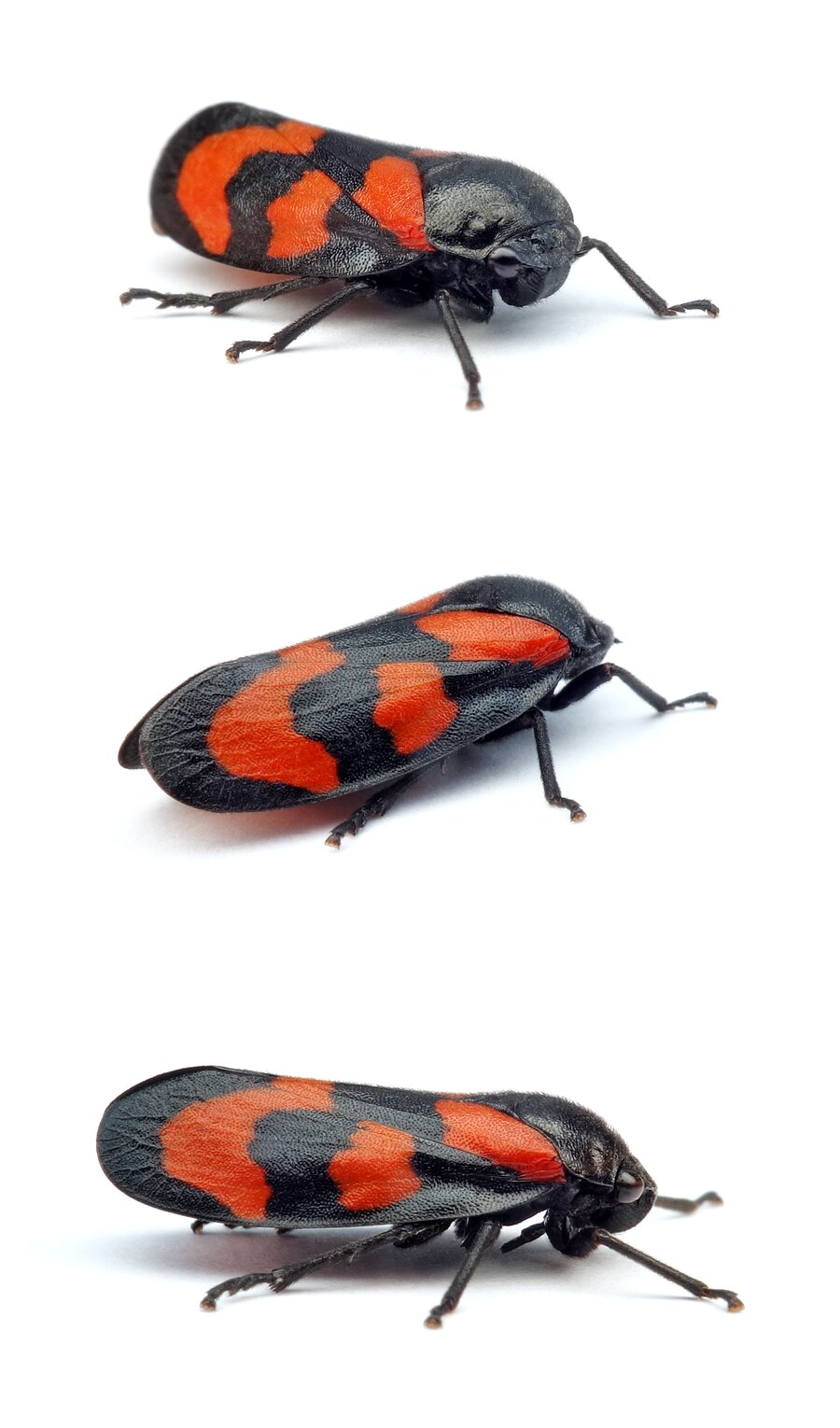 Cercopis vulnerata Gemeine Blutzikade 9-11 mm