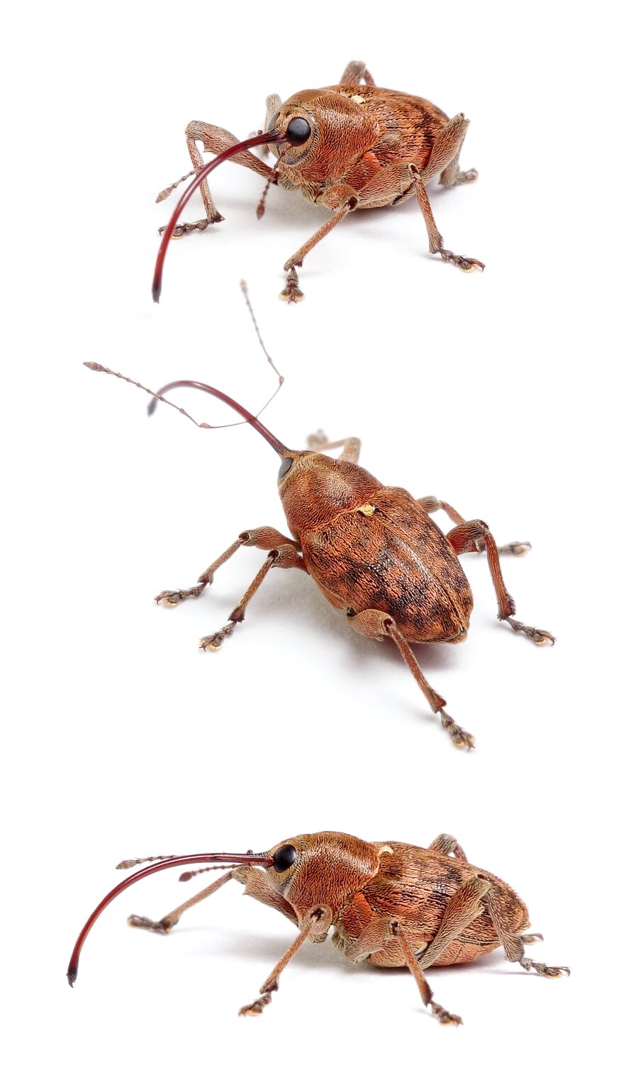 Curculio glandium ♀ Eichelbohrer 4-7,5 mm