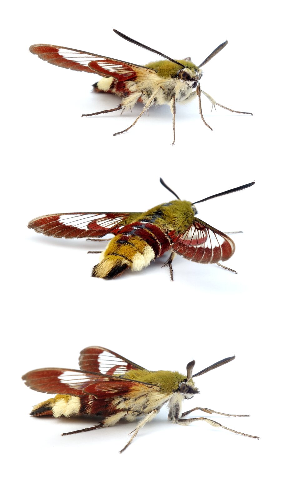 Hemaris fuciformis Hummelschwärmer Flügelspannweite 38-48 mm