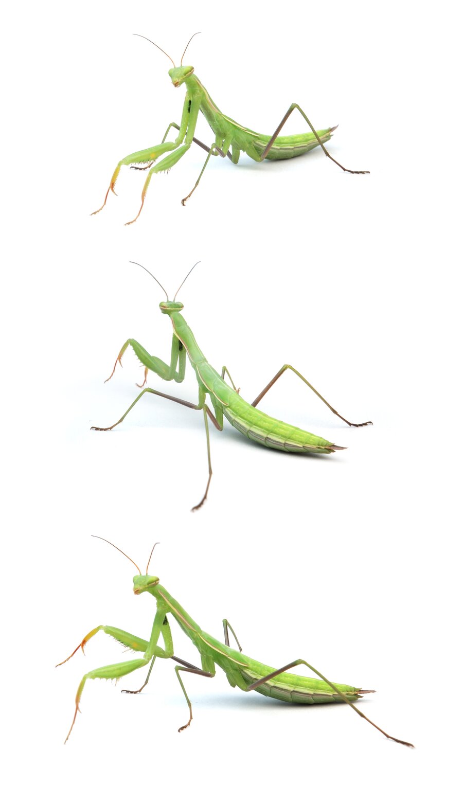Mantis religiosa ♀ Europäische Gottesanbeterin bis 80 mm