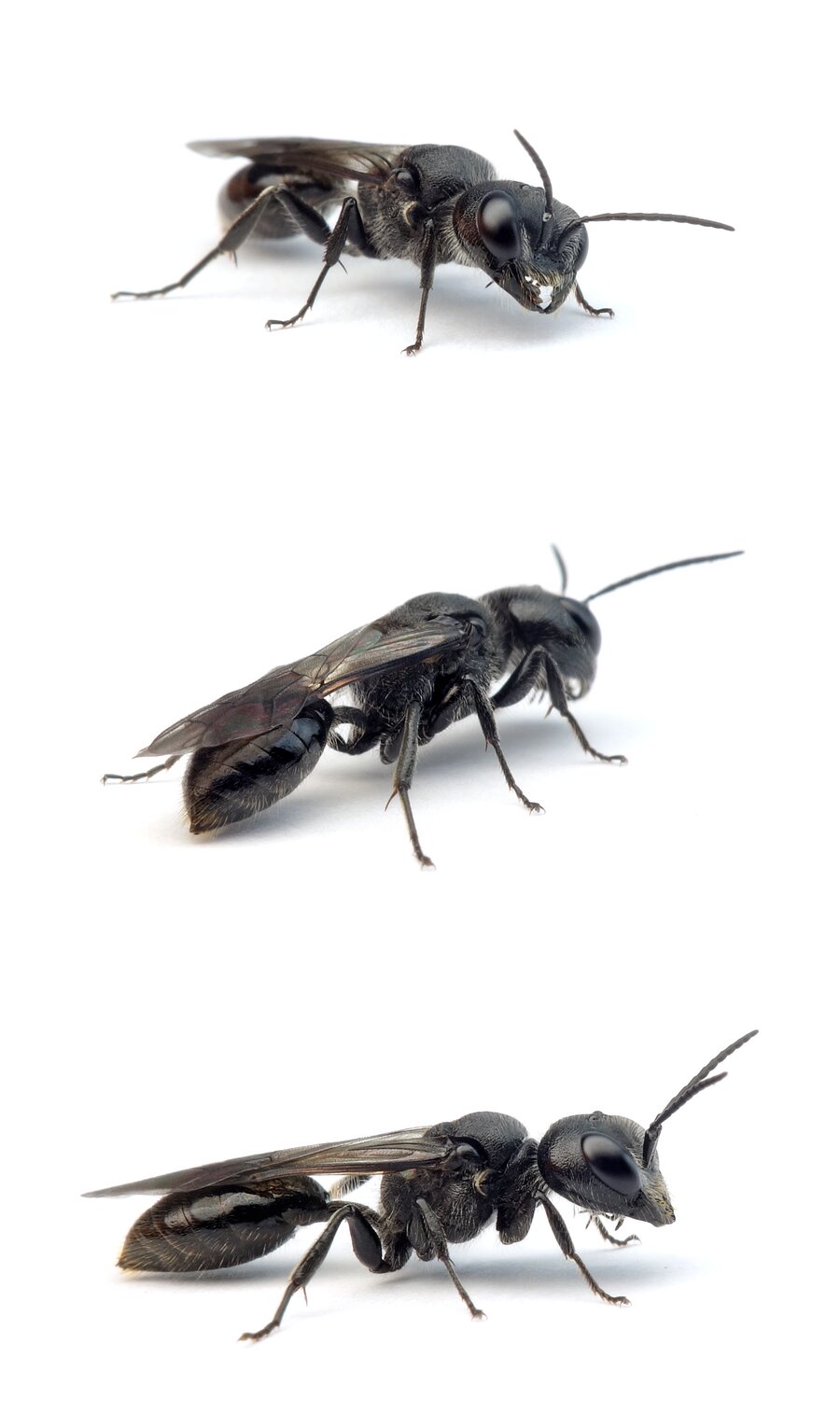 Pemphredon lugubris ♀ Düstere Blattlaus-Grabwespe 10-11,5 mm