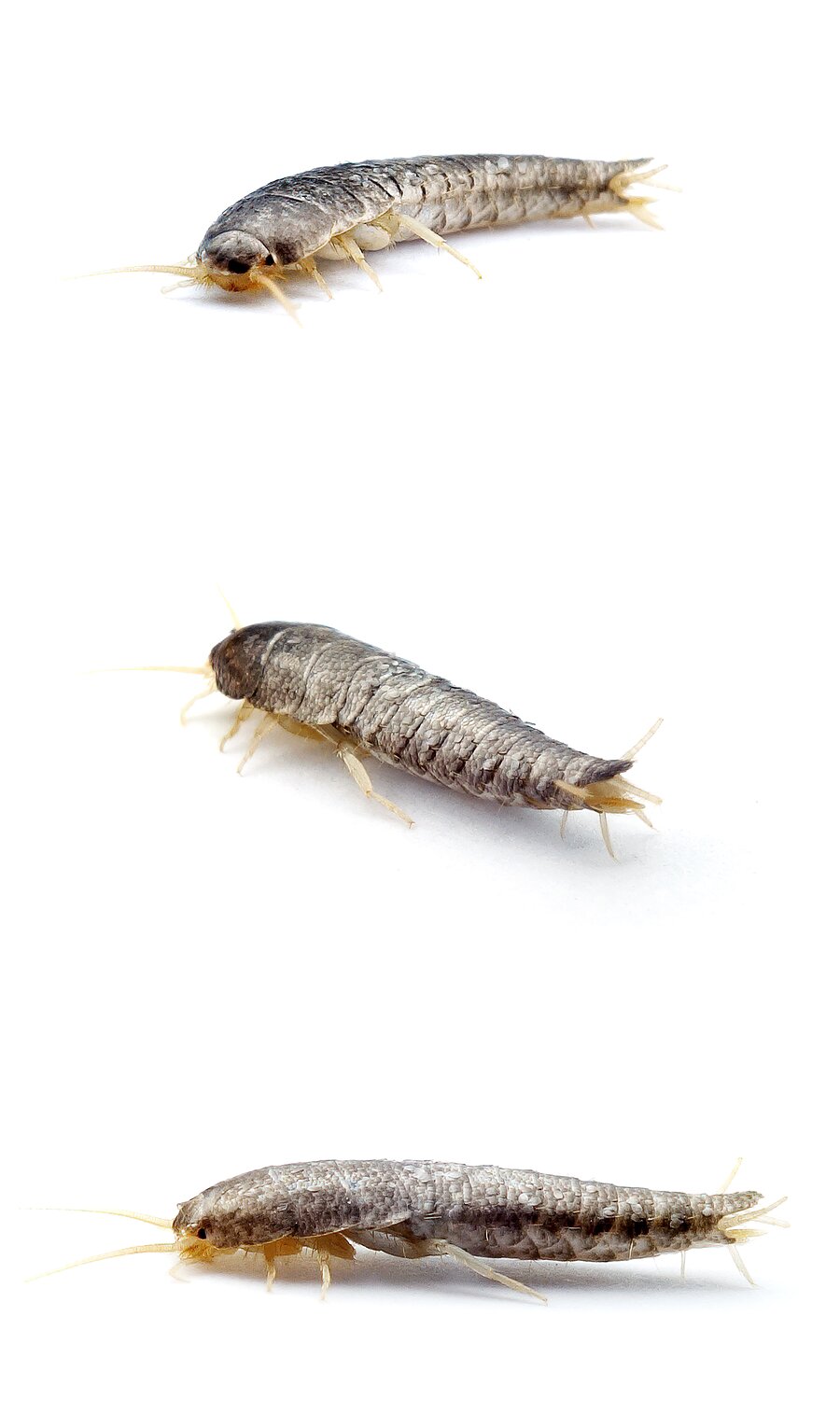 Lepisma saccharina Silberfischchen Größe ohne Anhänge bis 11 mm