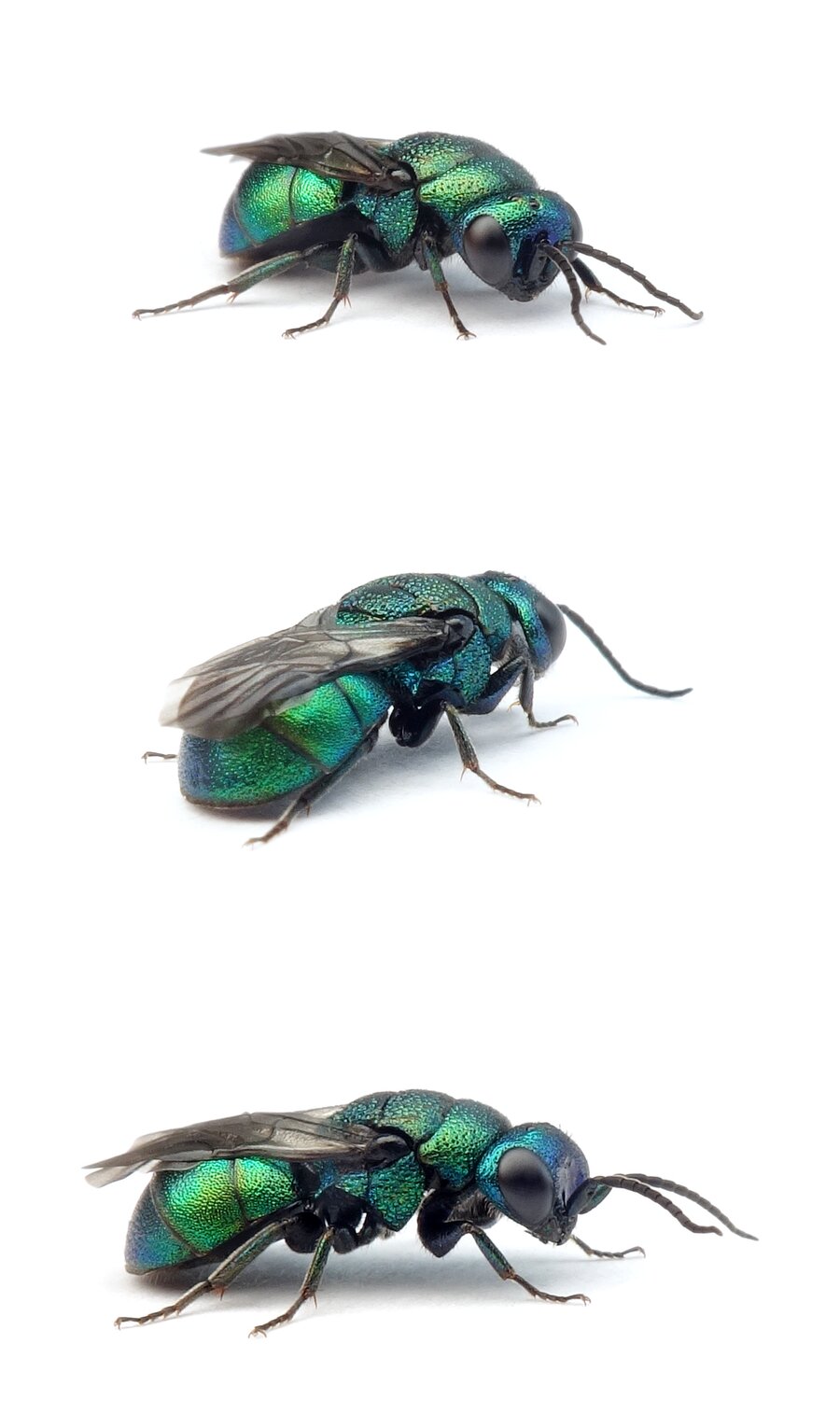 Holopyga fervida ♂ Glut-Goldwespe 4-7 mm