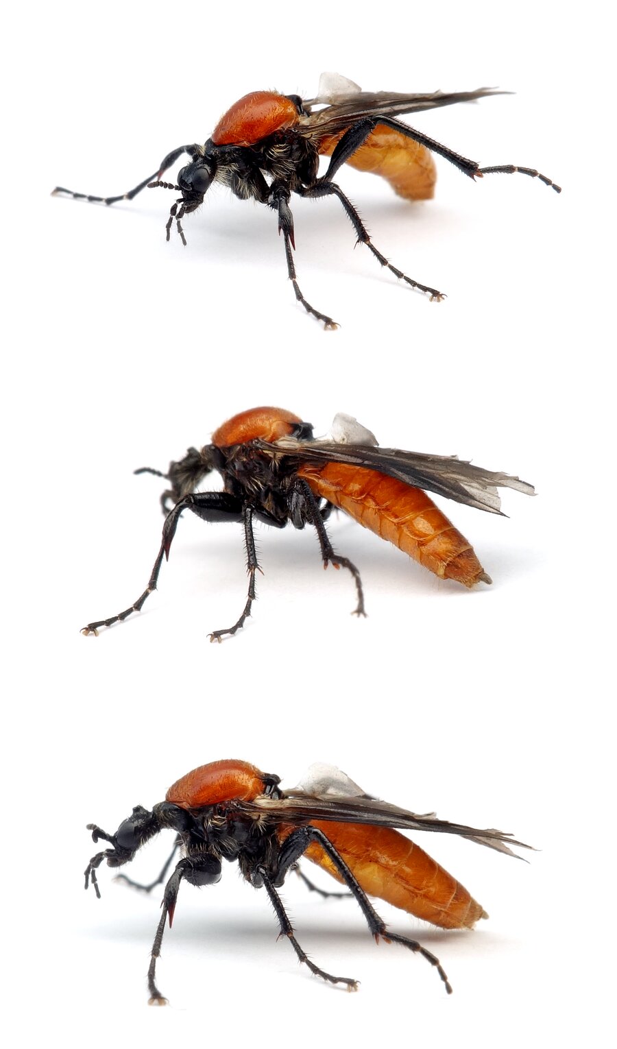 Bibio hortulanus ♀ Gartenhaarmücke 6-9 mm