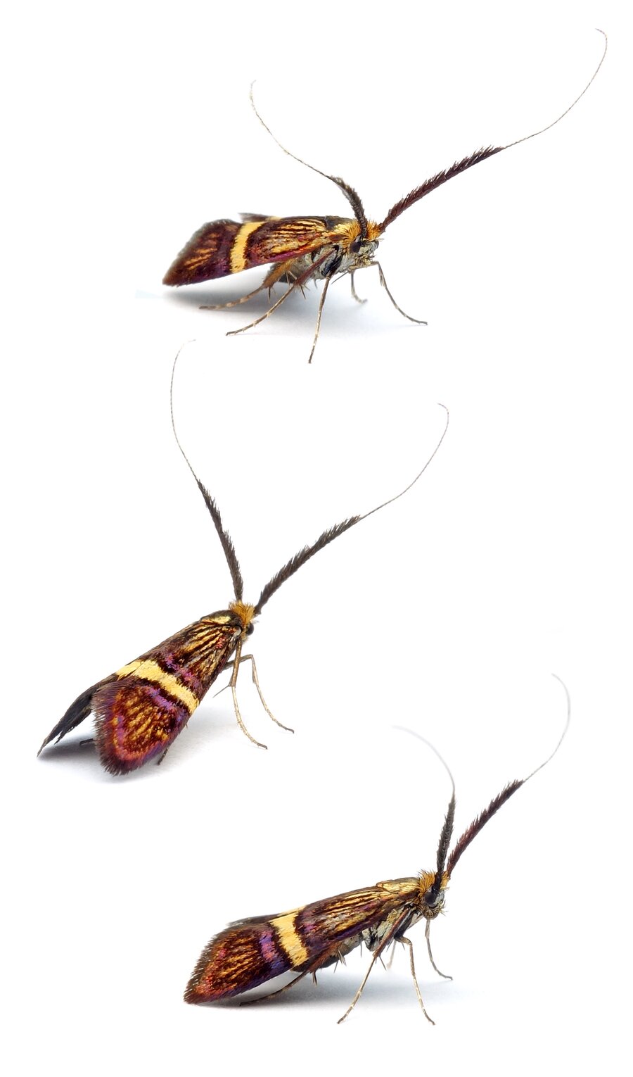 Adela croesella Liguster-Langhornfalter Flügelspannweite 11–14 mm