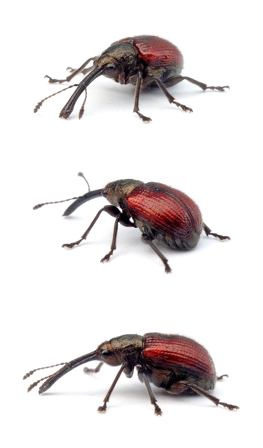 Caenorhinus aequatus ♀ Rotbrauner (Apfel-)Fruchtstecher 2,7- 4,5 mm
