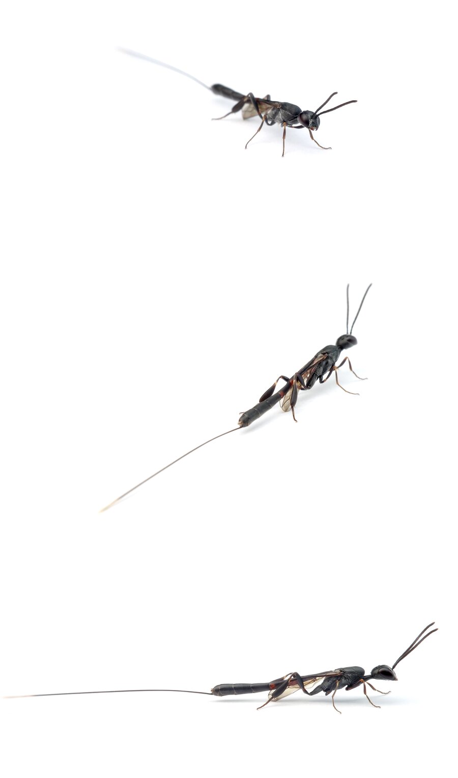 Gasteruption spec. ♀ Schmalbauchwespe / Gichtwespe