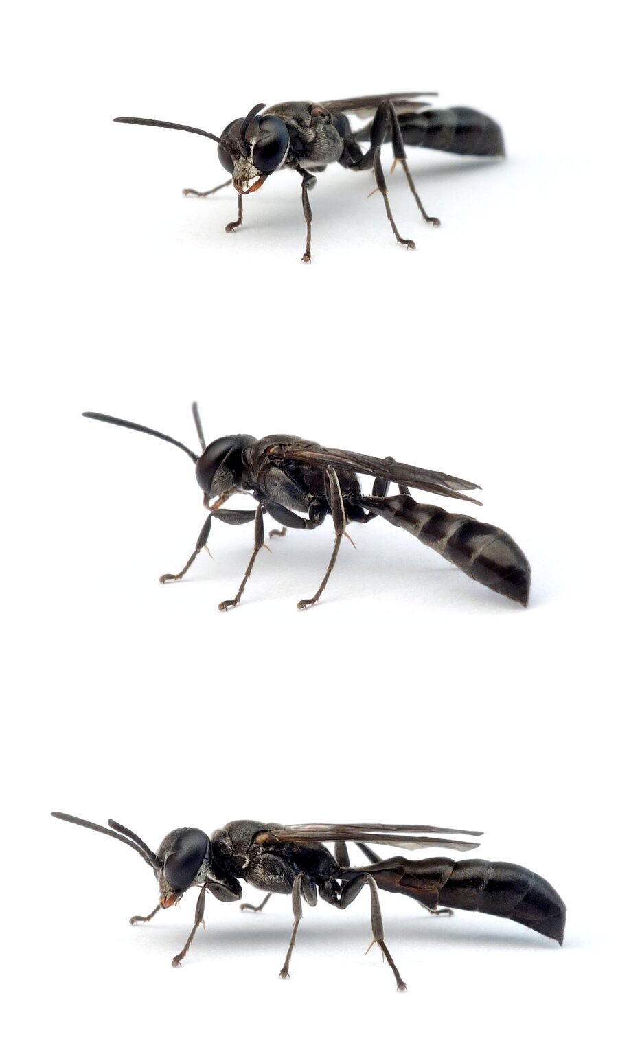 Trypoxylon figulus ♀ Töpfergrabwespe 9-12 mm