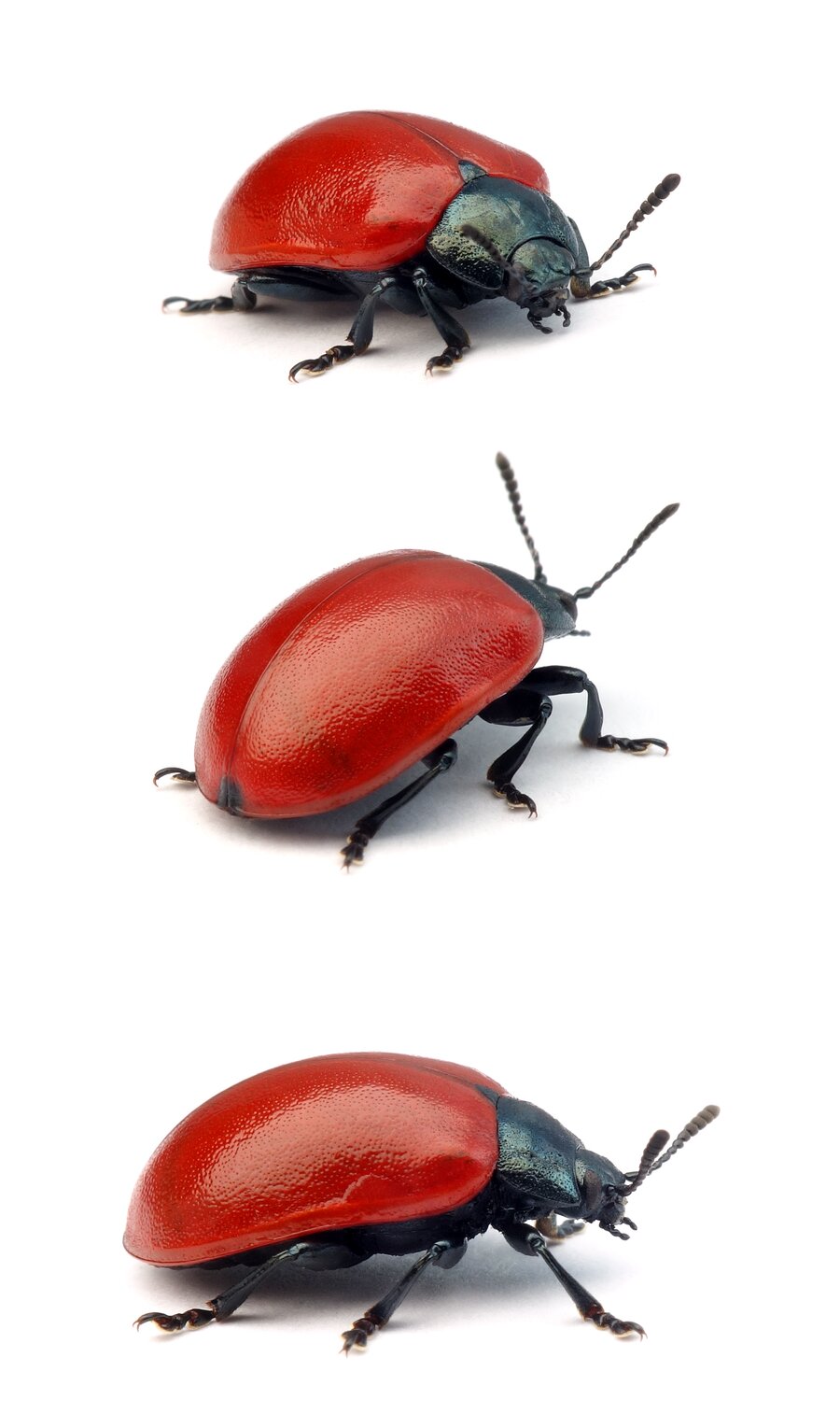 Chrysomela populi Pappelblattkäfer 10-12 mm