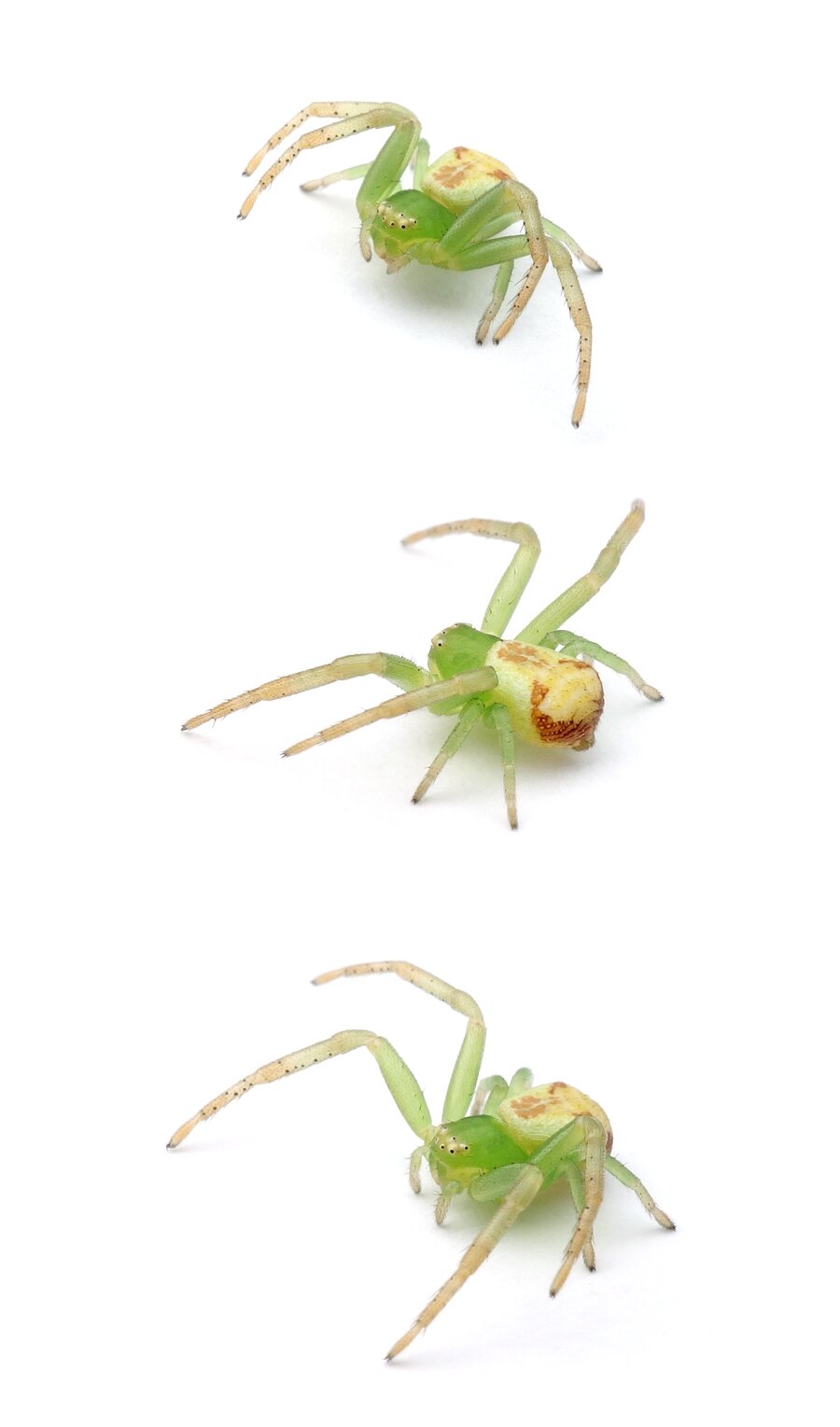 Ebrechtella tricuspidata Dreieck-Krabbenspinne bis 6 mm