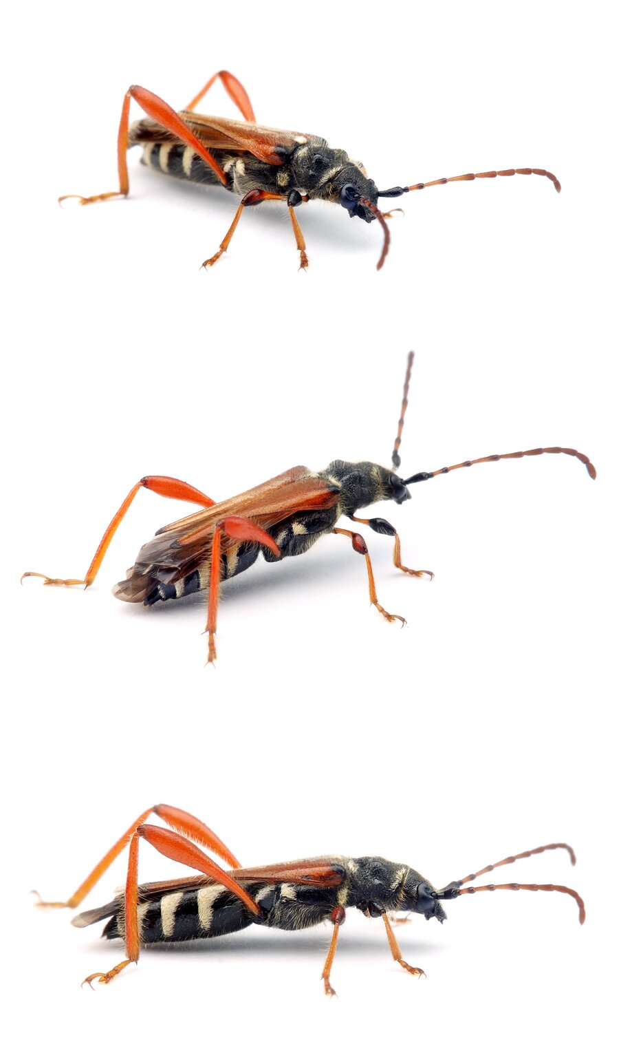 Stenopterus rufus Braunrötlicher Spitzdeckenbock 8-11 mm