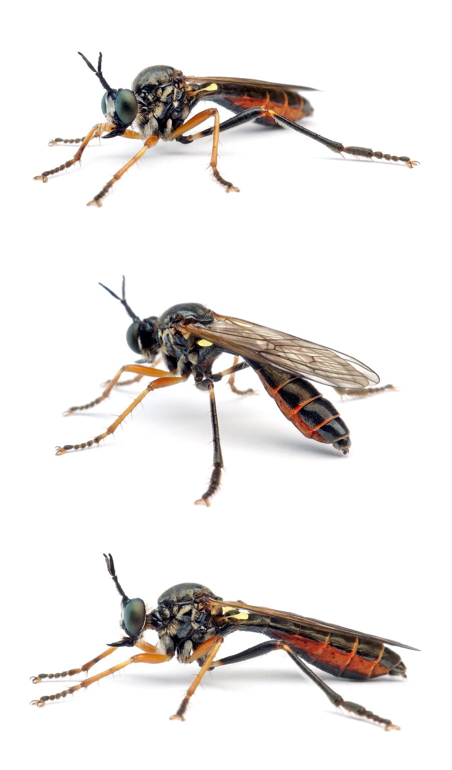 Dioctria rufipes Höcker-Habichtsfliege 8-15 mm