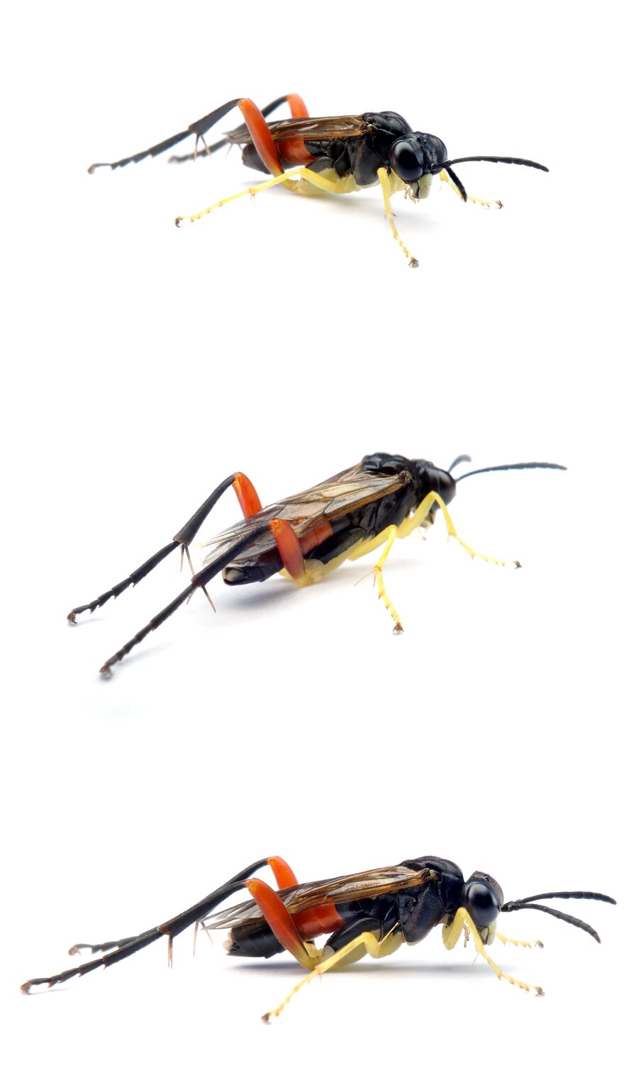 Macrophya rufipes Rotschenkel-Blattwespe 11-12 mm