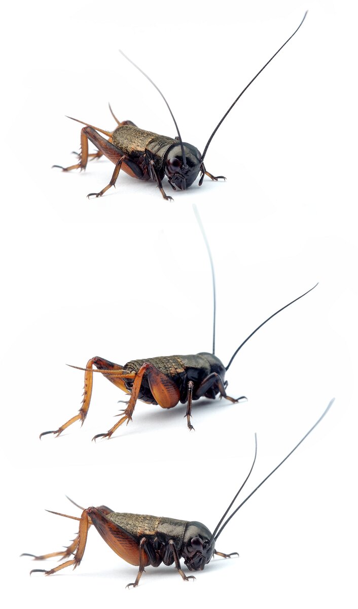 Gryllus campestris ♂