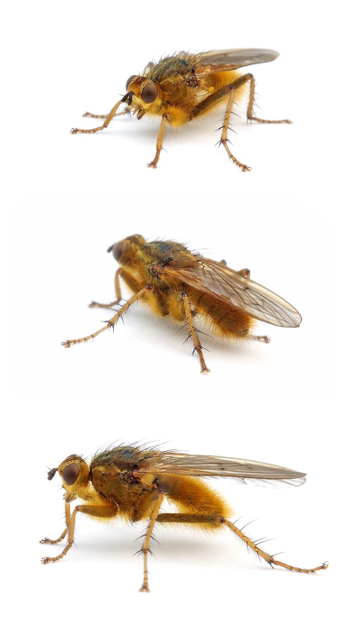 Scathophaga stercoraria