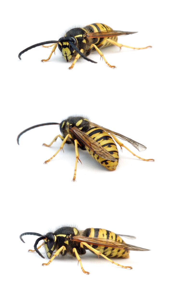 Dolichovespula saxonica ♂