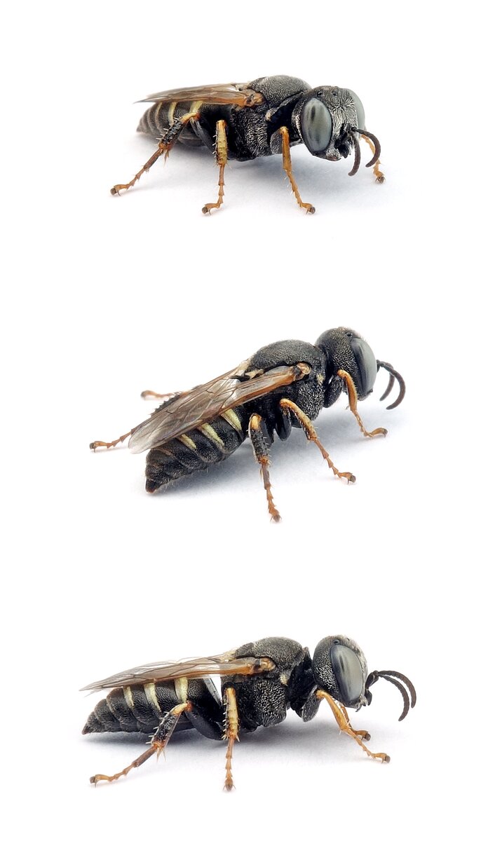 Oxybelus haemorrhoidalis ♂