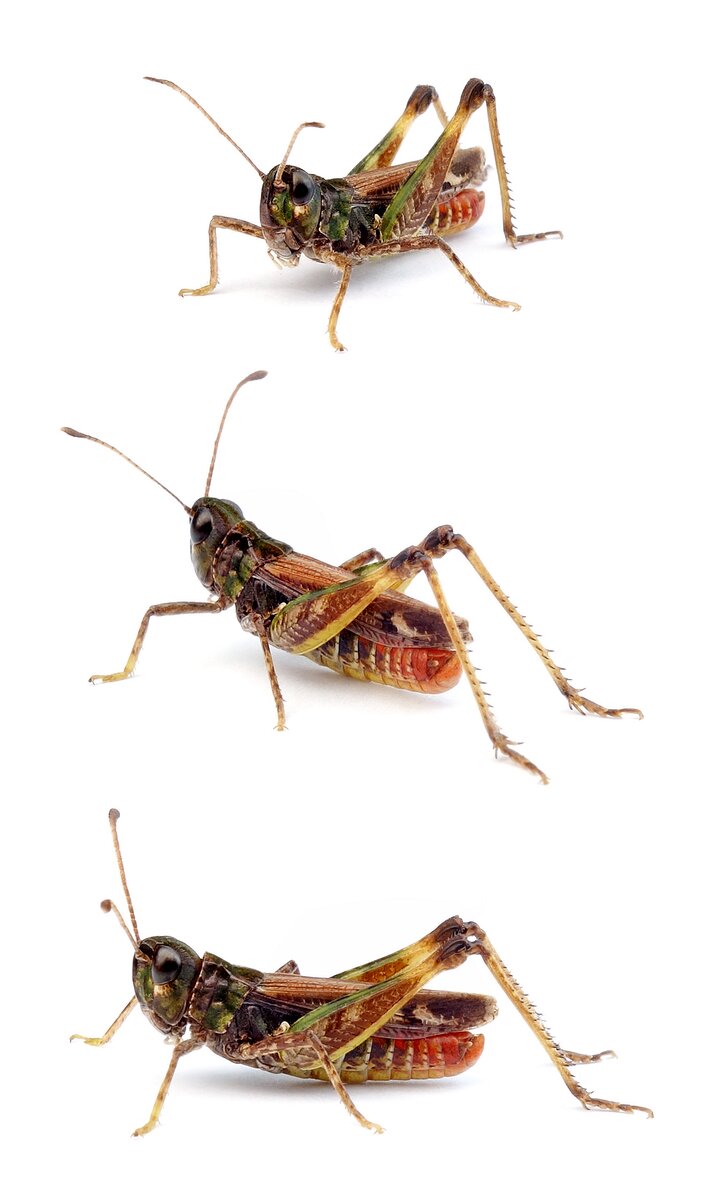 Myrmeleotettix maculatus ♂