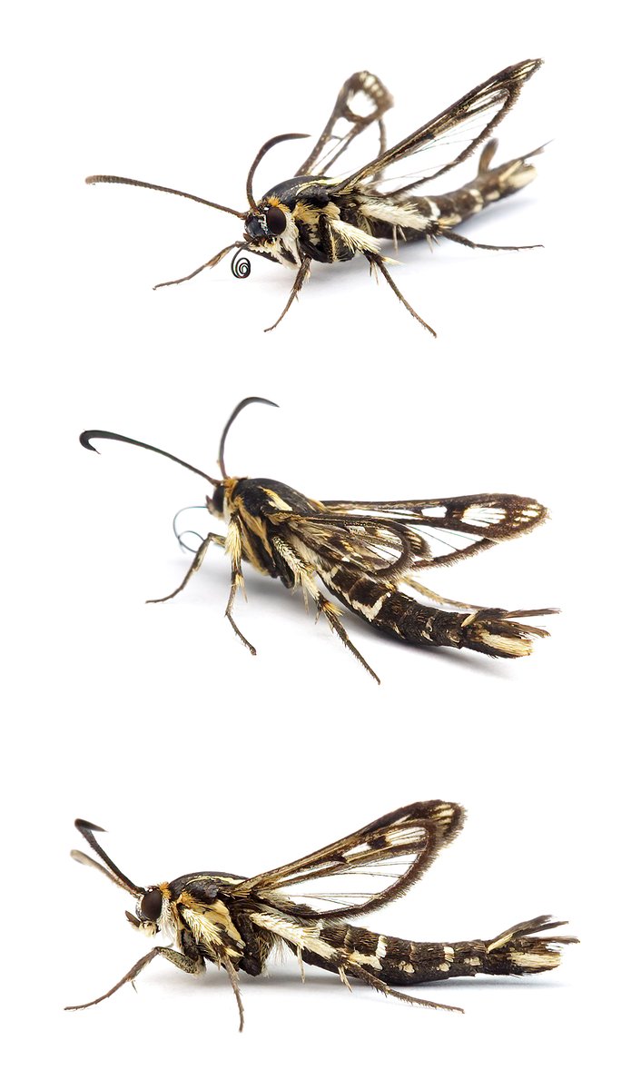 Pyropteron triannuliformis ♂ Sauerampfer-Glasflügler Flügelspannweite 14–20 mm