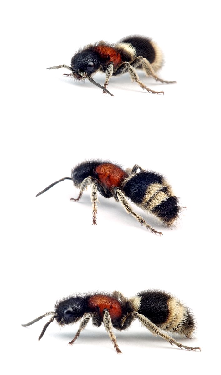 Mutilla marginata ♀ Ameisenwespe / Gerandete Spinnenameise 11-14 mm